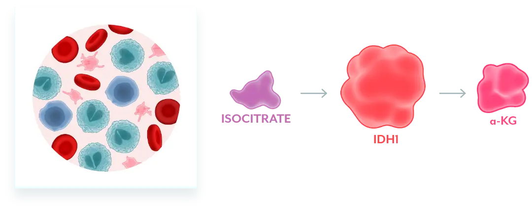 Graphic of cells representing normal IDH1 converting isocitrate to ɑ-KG, which facilitates normal cellular differentiation