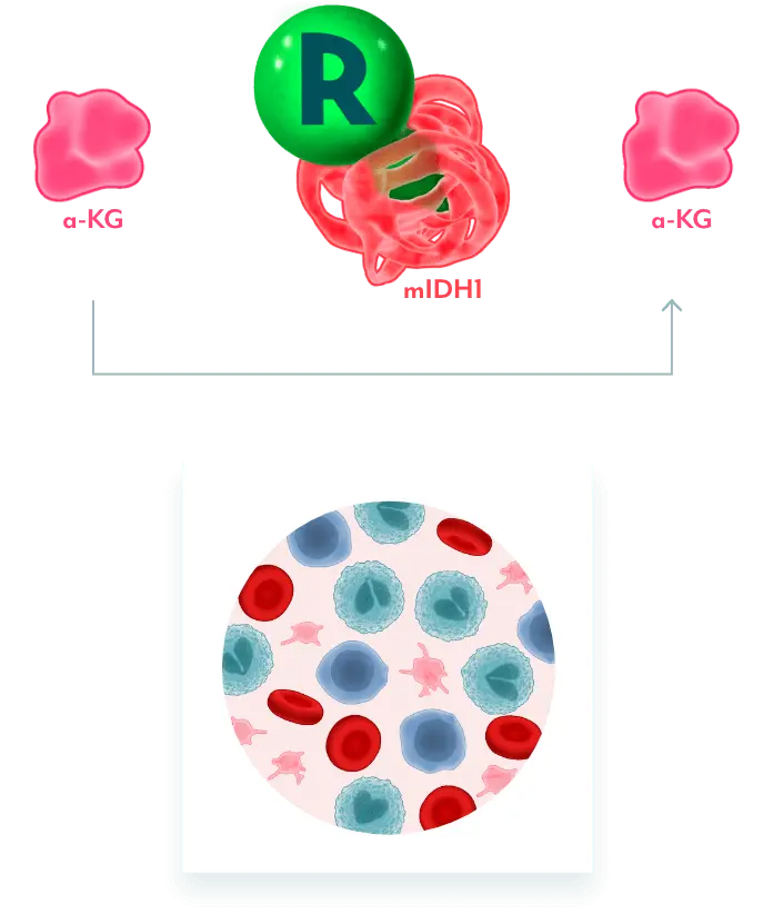 Graphic of cells showing how REZLIDHIA restores normal cellular differentiation